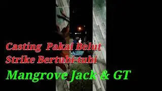 Casting Pakai Belut Strike bertubi-tubi (Mangrove Jack & GT) 