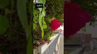 РОЗЫ В ДЕКАБРЕ 