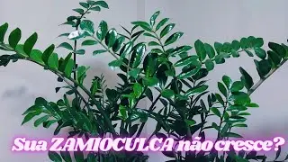 SUA ZAMIOCULCA NÃO CRESCE,SAIBA POR QUE.