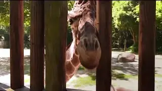 How you can explore more at Riverbanks Zoo