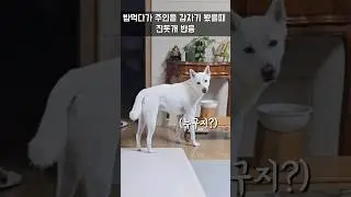 주인이 갑자기 나타났을때 진돗개 반응 / 진돗개 진주, 밀크 #강아지 #진돗개 #반려견 #jindodog #백구