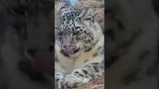 Snow leopard #snowleopards #snowleopard #wwf