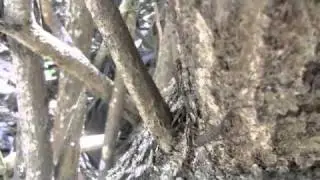 boy vs wild episode 7: namibia