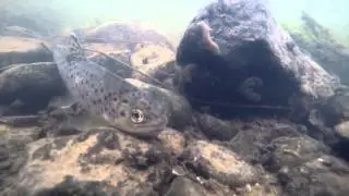 Brown Trout