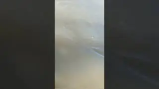 сырть,вимба,рыбец
