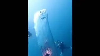 Редкие виды животного мира в морских глубинах.
