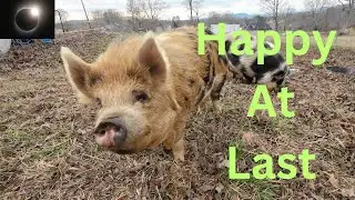 KuneKune Pasture Complete