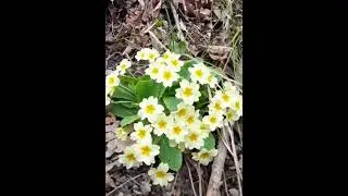 Фантастические горные цветы. Очень красиво! 😍