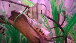 Aquarium Hobby / Freshwater Fish
