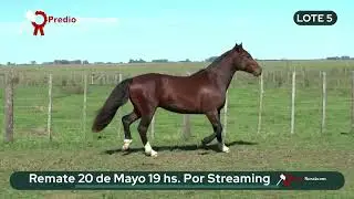 LOT 5 Yafú Tuco