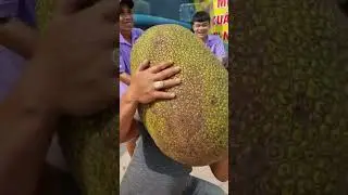 Mít thái 1 triệu trên trái …