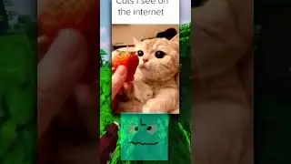 Cat MEMES! 😂😍