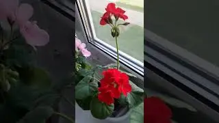 Решилась показать ,какие цветы стоят на окне в кухне.