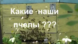 Домашние и дикие медоносные пчелы