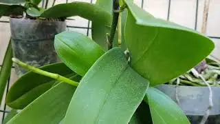 COMO CULTIVO MIS ORQUIDEA PHALAENOPSIS(TIPS)