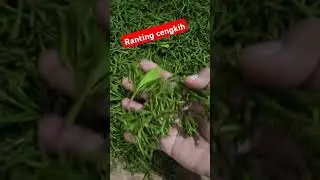 ranting cengkih