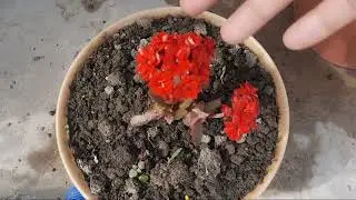 FILIPINA NEPALI VLOG/DILIG HALAMAN HOME SWEET HOME IN NEPAL 🇳🇵 ❤. ANG GAGANDA NG BULAKLAK.