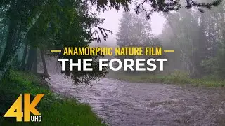 Mesmerizing Beauty of the Forest - Anamorphic Nature Film in 4K UHD