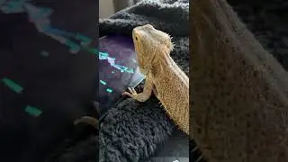 Bearded dragon watching hatsune miku!
