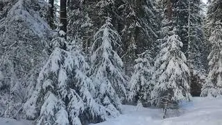 KossBox  - Последний день зимы