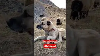 Kurt uluması ve kangal