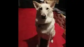 Luna Dogpark