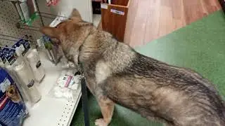 GSD Sasha Goes To Pet Supermarket After Vet Visit