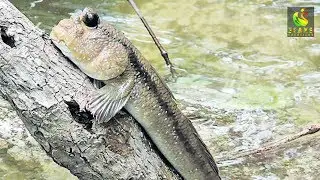 Fish Walking On Trees & Land | Caledonia Amphibious Fish
