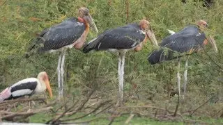 Life Of Greater Adjutant And Painted Stork Bird's Live In Beng Pearang.