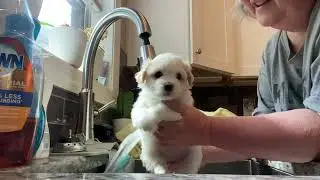 Lucy’s First Bath @hafalianacotons522
