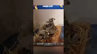 Вырастили орлят вместо сломавшего крыло родителя 😮🔥🦅