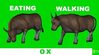 Ox Green Screen | Bullock Green Screen | Green BackGround Screen