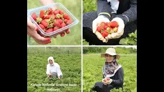 Kale'de Çilek Hasadı Başladı