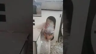 Маленькая милаха❤