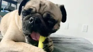Pug Steals My Lip Balm