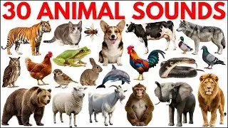 Animal sounds for Kids | Learn 30 Animal Names with real Sounds | Kids Learning video 