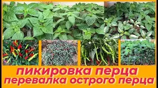 СУПЕР РОСТ / БОЛЬШОЙ УРОЖАЙ / ПОДКОРМИТЕ ЭТИМ ПЕРЦЫ / МОЯ ПИКИРОВКА / ПЕРЕВАЛКА ПЕРЦА ВАС УДИВИТ