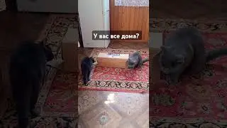 Кот Оскар и все ли у вас дома) #cat #кот #оскар