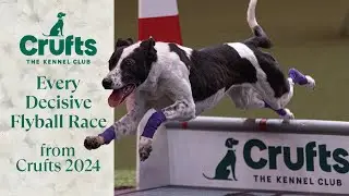 Flyball at its MOST Dramatic 😮