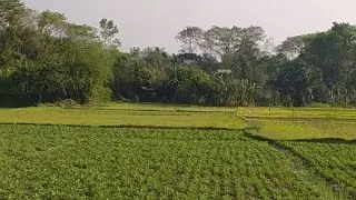 গ্রাম বাংলার প্রকৃতি।🤍🤍🤍