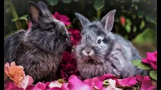 CUTE & ADORABLE BUNNIES #4