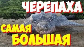 САМЫЕ САМЫЕ большие черепахи мира | Какая самая большая в мире черепаха?