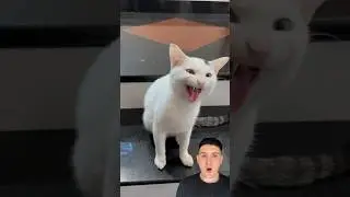 Kedi sevenler layık atsın