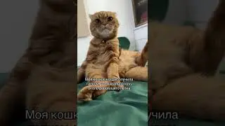 Поживи в моей шкуре 🤣 