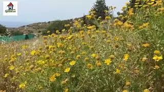 Residential building plot, Akoursos, Paphos, Cyprus 1238