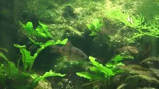 Clownbarbe (Barbodes dunckeri)