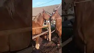 Жеребец  🍓прощается с Лагуной
