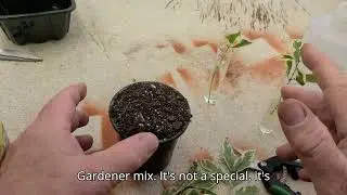241010 Duet Callicarpa Propagation
