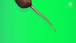 rat green screen video | rat on green screen  | green screen effects | green screen video | 