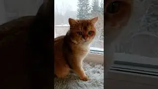 Доброе утро с  Персиком